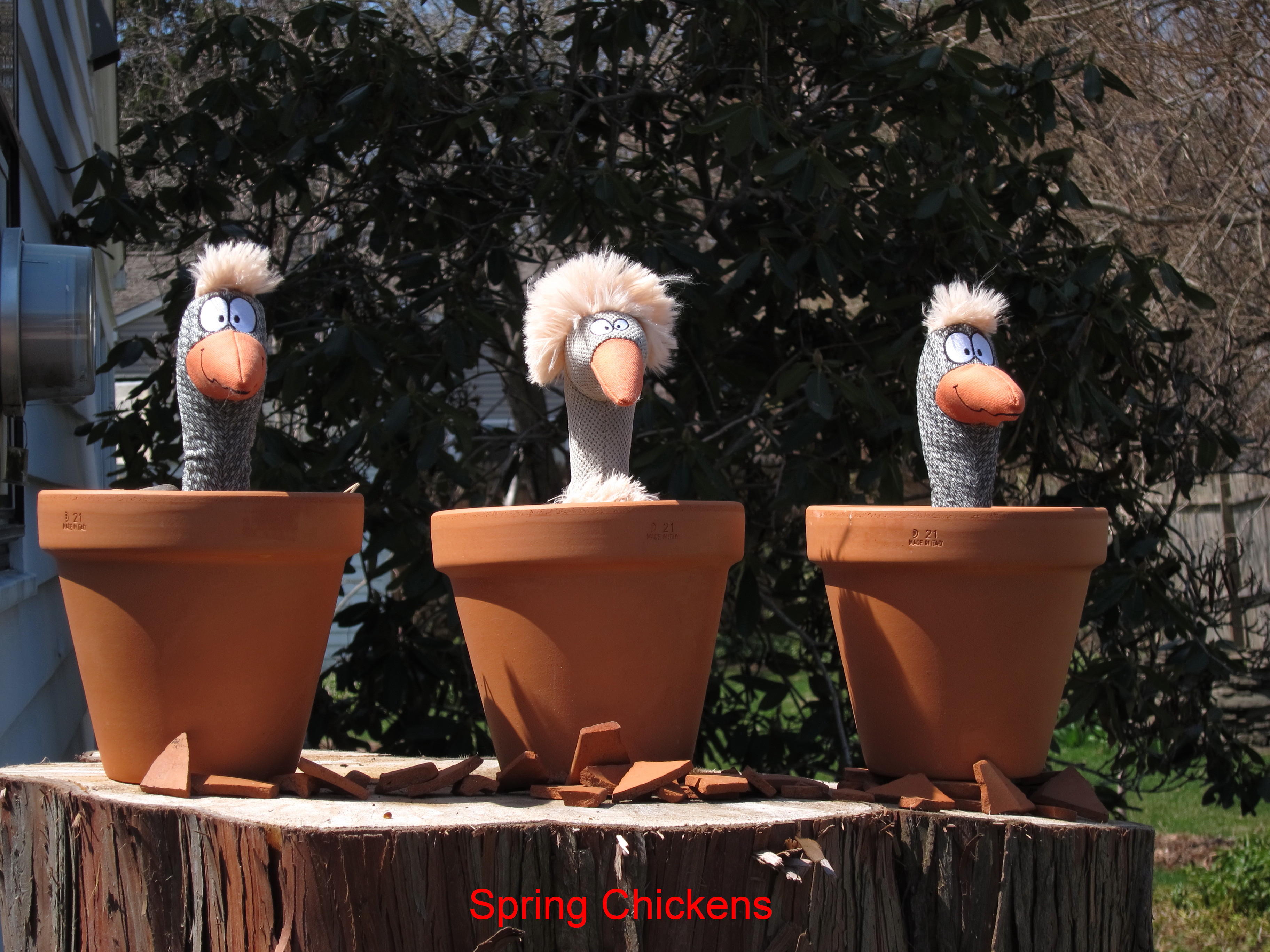 Spring Chickens